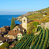 Switzerland, Canton of Vaud, Lavaux Vineyard Terraces listed as World Heritage by UNESCO, it extends from Montreux to Lausanne on 32km along Lake Geneva and 850ha, the village of Saint Saphorin