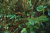 Congo, East, Lobeke, Baka men hunt and trap in the surrounding forest with poisonous arrows and spears