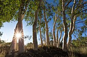 Italy, Sicily, Mount Etna Regional Nature Park, Mount Etna, UNESCO World Heritage Site, North Slope, birch of Etna (Betula Aetnensis) endemic species