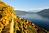 Switzerland, Canton of Vaud, Lavaux Vineyard Terraces listed as World Heritage by UNESCO, it extends from Montreux to Lausanne on 32km along Lake Geneva and 850ha, the village of Saint Saphorin