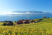 Switzerland, Canton of Vaud, Lavaux Vineyard Terraces listed as World Heritage by UNESCO, it extends from Montreux to Lausanne on 32km along Lake Geneva and 850ha, the village of Rivaz