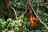 Malaysia, Sarawak, Semengok, the Semonggok Wildlife Rehabilitation Center is located south of Kuching, and is a rehabilitative sanctuary of Orangs-utans who were injured or captured