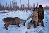 Russia, Sakha, Capture reindeer for tagging, Evenks are nomadic reindeer herders of taiga in Siberia