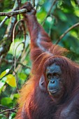 Malaysia, Sarawak, Semengok, the Semonggok Wildlife Rehabilitation Center is located south of Kuching, and is a rehabilitative sanctuary of Orangs-utans who were injured or captured