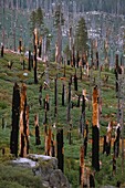 Vereinigte Staaten,Kalifornien,Yosemite-Nationalpark,Feuer spielt eine wichtige Rolle bei der Erneuerung von Riesenmammutbäumen (Sequoiadendron giganteum)