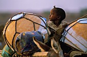 Niger, Ingall, Peul nomads and their flocks