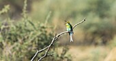 Namibia,Erongo Provinz,Erindi Private Game Reserve,Schwalbenschwanz-Bienenfresser