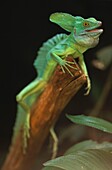 Costa Rica, Monteverde, In the Monteverde Cloud Forest in Costa Rica the Green Basilisk Lizard (Basiliscus plumifrons)