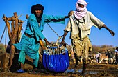 Niger, Aïr and Ténéré, Watering herds at the well of Arafa, Aïr