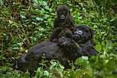 Ruanda,Nordprovinz,Volcanoes National Park,der Berggorilla (Gorilla beringei) kann zwei Meter hoch werden und 300 Kilo wiegen