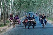 China, Xinjiang autonomous region, Hotan, farmers going to the bazaar under a canopy of poplars