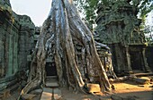 Kambodscha,Provinz Siem Reap,Angkor Wat,Angkor-Tempel,die von der UNESCO zum Weltkulturerbe erklärt wurden