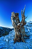 United States, California, Inyo National Forest, bristlecone pines, the oldest trees on Earth