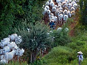 Myanmar, Herd of oxen in the fields of Bagan