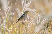 Namibia, Erongo province, Erindi Private Game Reserve, Female Village Weaver