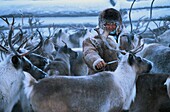 Russia, Sakha, Capture reindeer for tagging, Evenks are nomadic reindeer herders of taiga in Siberia