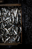 A box full of fresh anchovies, above the pavement. Overheard look. Moody look
