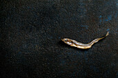 A dried sun-dried sea fish smelt ham anchovy on a dark textured background. Salty appetiser. Seafood background