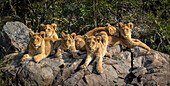 Lion cubs, Panthera leo, lying on a boulder together.