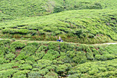 The Cameron Highlands, mountains and tea plantations, view over the rolling terrain with lush green foliage.