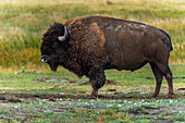 Ein einsamer Bison,mächtig anzusehen,leckt sich Mund und Nase,nachdem er etwas Gras gefressen hat