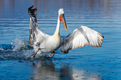 Europa,Griechenland,Kerkini-See. Ein dalmatinischer Pelikan landet im Wasser des Sees
