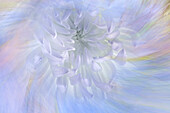 USA,Washington State. Abstraktes Kompositbild einer Chrysanthemenblüte