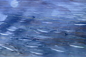 USA,Washington State. Abstraktes Kompositbild eines schwimmenden Lachses