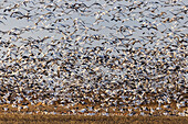 Schneegänse (Anser caerulescens) beim Abflug von einem Feld,Marion County,Illinois