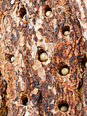 Acorn woodpecker, Pinnacles National Park, California
