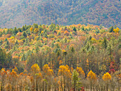 Herbstlich gefärbter Abhang vor Bergen,Great Smoky Mountains National Park,Herbst
