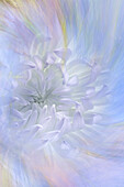 USA,Washington State. Abstraktes Kompositbild einer Chrysanthemenblüte