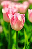 Niederlande,Zuid Holland,Lisse. Tulpen