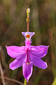 Eine grasrosa Orchidee