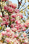 Polen,Krakau. Blüten der Rosa Magnolie