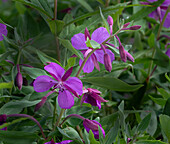 Zwerg-Feuerkraut,Chamerion Latifolium,Hatcher Pass,Alaska