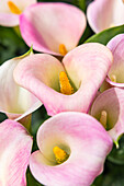 Niederlande,Südholland,Lisse. Cala-Lilien in einem formalen Garten