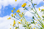 Niederlande,Friesland. Gelbe Hahnenfußblüten und ein teilweise sonniger Himmel