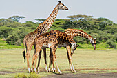 Afrika,Tansania. Eine Gruppe männlicher Giraffen rangelt um ihre Position,bevor sie sich aneinander kuscheln