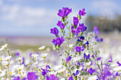 Portugal,Evora. Feld mit weißen Gänseblümchen und violettem Salbei