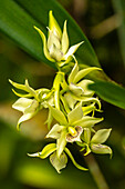 Costa Rica,Tuis-Tal. Weiße Orchideenblüten in Nahaufnahme