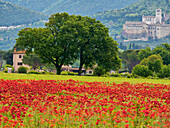 Italy, Umbria, Assisi. View of Assisi across the poppy covered field