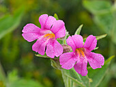 Washington State,Mount Rainier National Park. Nahaufnahme von leuchtenden Lewis-Affenblumen,die mit Tautropfen bedeckt sind