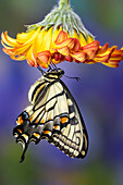 USA,Staat Washington,Sammamish. Östlicher Tigerschwalbenschwanz auf orangefarbener Gerber-Daisy