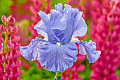 USA,Oregon,Salem. Schreiner's Iris Gardens - Bart-Iris im Garten