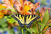 USA,Staat Washington,Sammamish. Östlicher Tigerschwalbenschwanz-Schmetterling auf der Peruanischen Lilie Alstroemeria