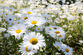 USA,Oregon,Cannon Beach. Große Anpflanzung von Shasta Daisy