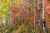 USA, Utah, Garden City, Bear Lake with fall color of Aspen and canyon maple trees