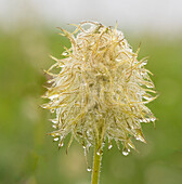 Staat Washington,Mount Rainier National Park. Western Anemone,Wildblumensamenkopf mit Tautropfen