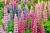 USA,Oregon,Salem. Schreiner's Iris Gardens mit Russel-Lupine in voller Blüte